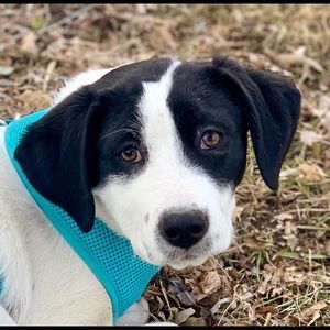 Meet your Posher, Bailey